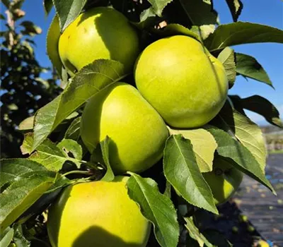 Malus domestica 'Goldlane' Malus domestica 'Goldlane'