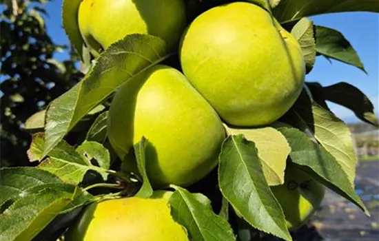 Malus domestica 'Goldlane'