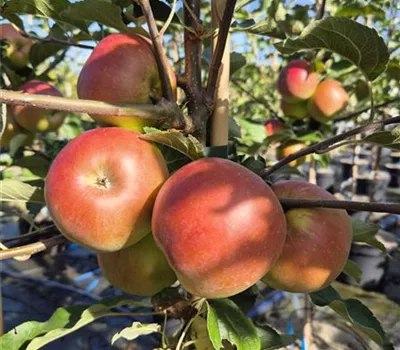 Malus domestica 'Idared'