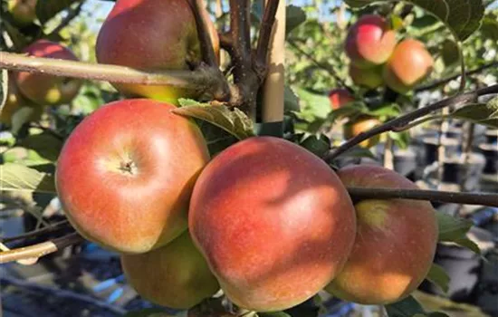 Malus domestica 'Idared' Malus domestica 'Idared'