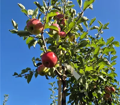 Malus domestica 'Karneval' Malus domestica 'Karneval'