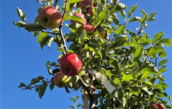 Malus domestica 'Karneval' Malus domestica 'Karneval'