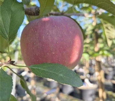 Malus 'Lucy' Malus 'Lucy'