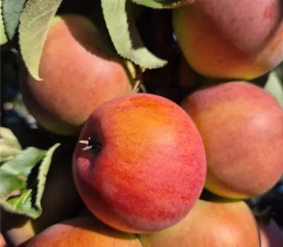 Malus domestica 'Pomforyou' (Lancelot) Malus domestica 'Pomforyou' (Lancelot)
