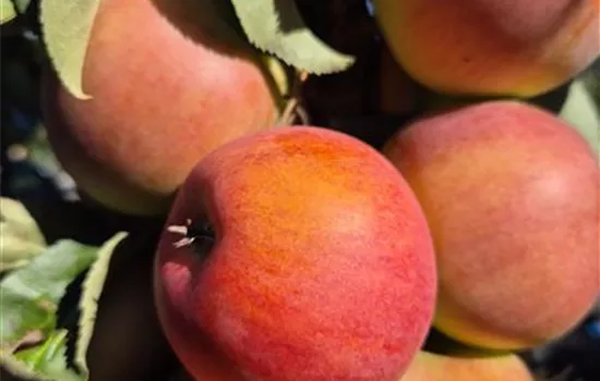 Malus domestica 'Pomforyou' (Lancelot)