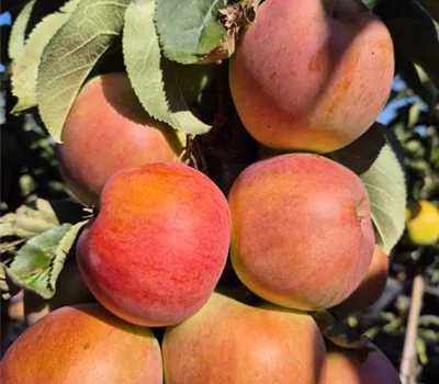 Malus domestica 'Pomforyou' (Lancelot) Malus domestica 'Pomforyou' (Lancelot)