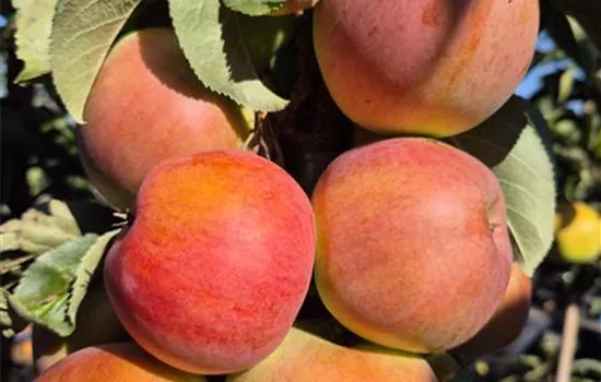 Malus domestica 'Pomforyou' (Lancelot) Malus domestica 'Pomforyou' (Lancelot)