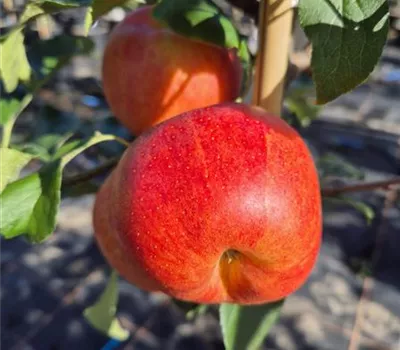Malus 'Royal Gala' Malus 'Royal Gala'