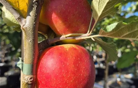 Malus 'Milwa' (Diwa)