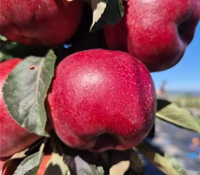 Malus 'Vital Red'