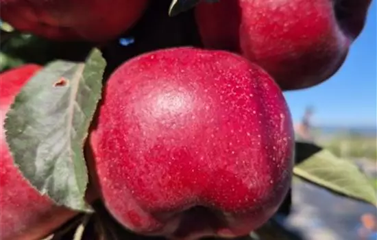 Malus 'Vital Red'