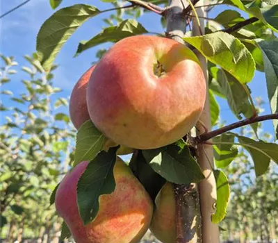 Malus domestica 'Topaz' Malus domestica 'Topaz'