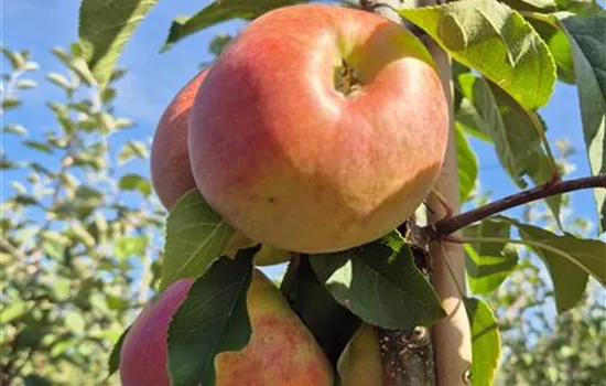 Malus domestica 'Topaz'