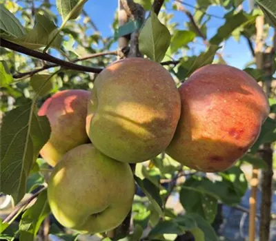 Malus domestica 'Topaz'