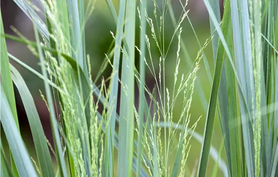 Panicum virgatum 'Northwind'