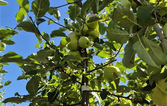 Malus domestica 'Sirius' Malus domestica 'Sirius'