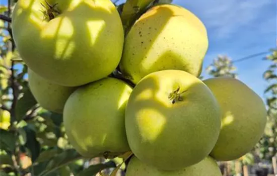 Malus domestica 'Sirius' Malus domestica 'Sirius'