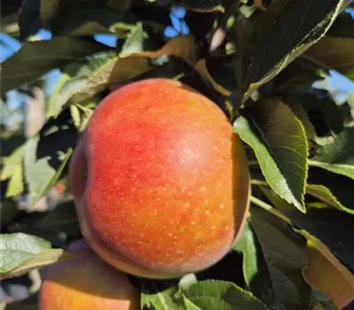 Malus domestica 'Rumba'