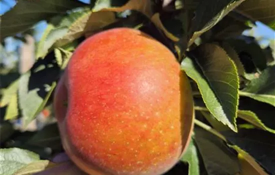 Malus domestica 'Rumba' Malus domestica 'Rumba'