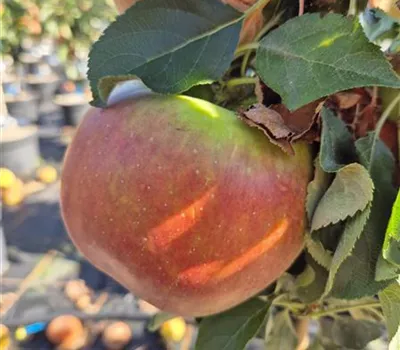 Malus domestica 'Rondo'