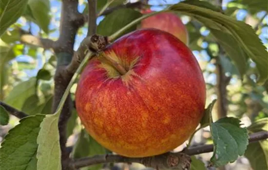 Malus domestica 'Retina' Malus domestica 'Retina'