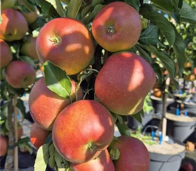 Malus domestica 'Red Spring'