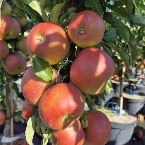 Malus domestica 'Red Spring'