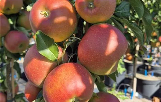 Malus domestica 'Red Spring' Malus domestica 'Red Spring'