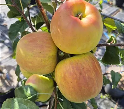 Malus domestica 'Opal' Malus domestica 'Opal'