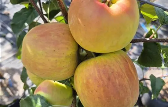 Malus domestica 'Opal' Malus domestica 'Opal'