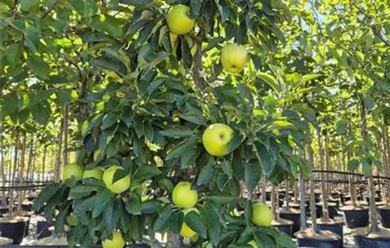 Malus domestica 'Lambada' Malus domestica 'Lambada'