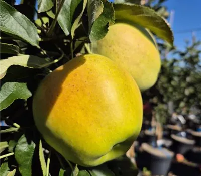 Malus domestica 'Lambada' Malus domestica 'Lambada'