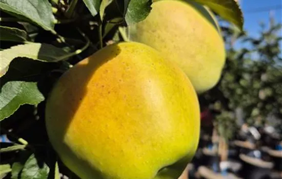 Malus domestica 'Lambada' Malus domestica 'Lambada'