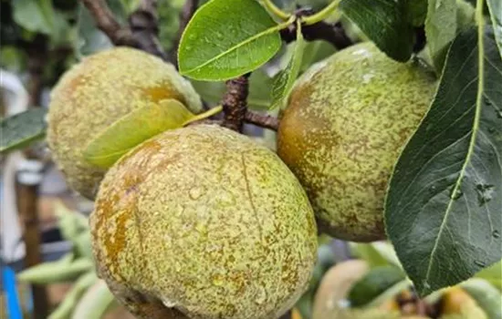 Pyrus communis 'Lili'