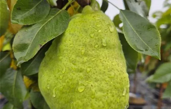 Pyrus communis 'Garden Pearl'