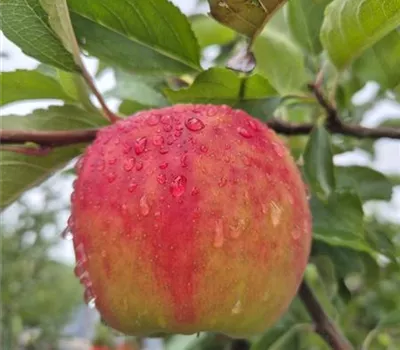Malus domestica 'Karneval' Malus domestica 'Karneval'