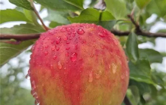 Malus domestica 'Karneval' Malus domestica 'Karneval'