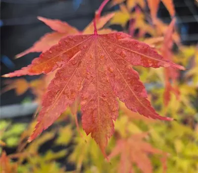 Acer palmatum 'Sangokaku'  Acer palmatum 'Sangokaku'
