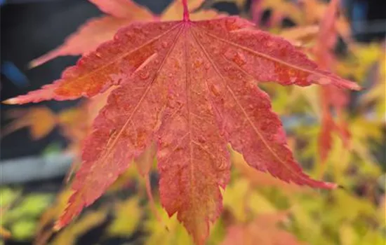 Acer palmatum 'Sangokaku' 