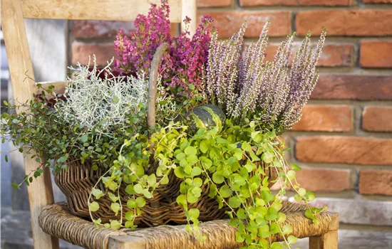 Lysimachia nummularia Lysimachia nummularia