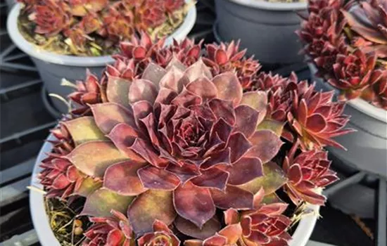 Sempervivum Chick Charms 'Strawbeery Kiwi' Sempervivum Chick Charms 'Strawbeery Kiwi'