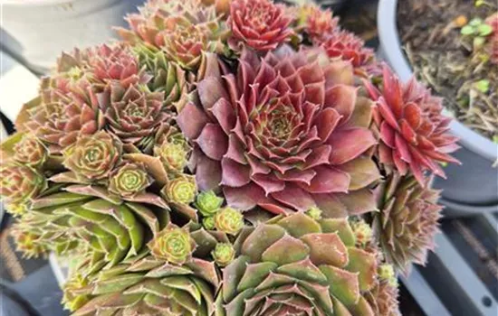 Sempervivum 'Rubin' Sempervivum 'Rubin'