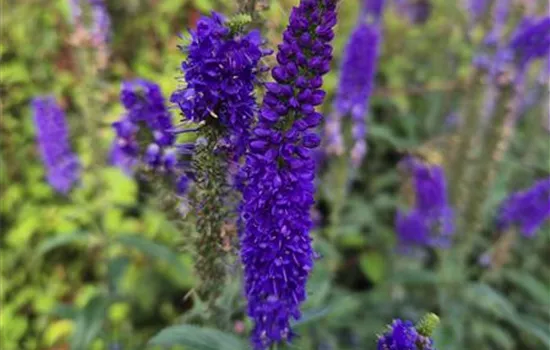 Veronica longifolia 'First Glory'