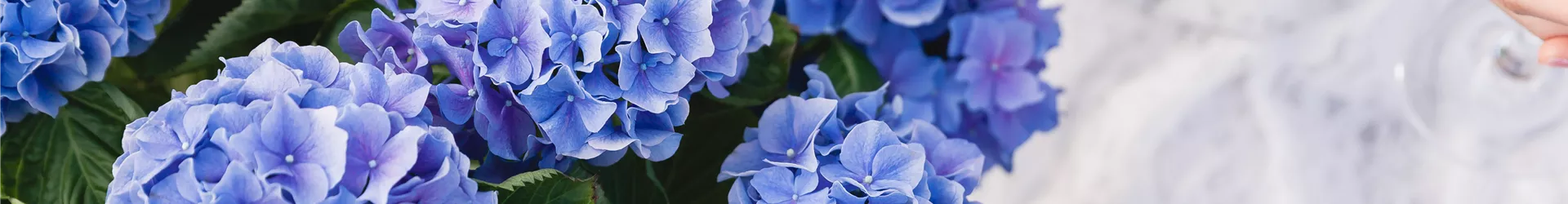 Blaue Hortensie Blaue Hortensie