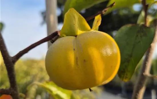 Diospyros kaki 'Vaniglia'