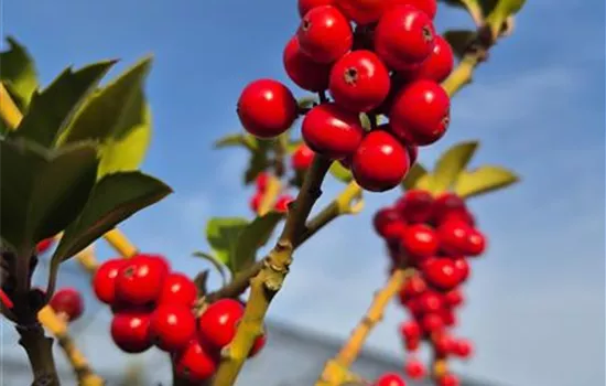 Ilex meserveae 'Heckenfee' Ilex meserveae 'Heckenfee'