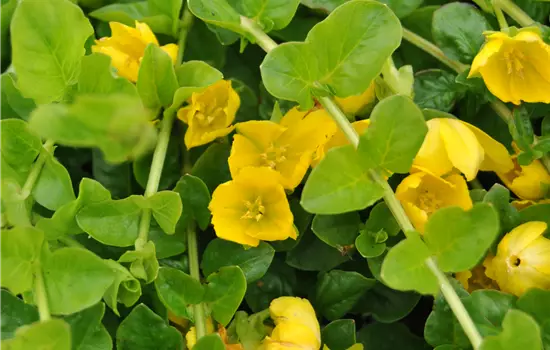 Lysimachia nummularia