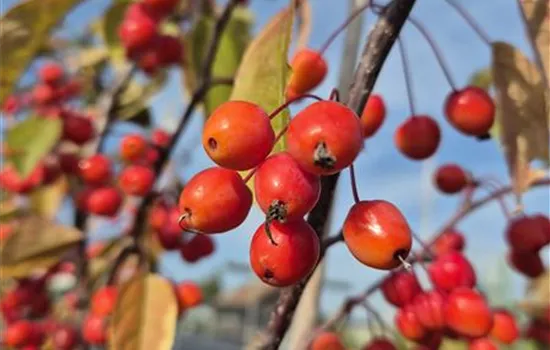 Malus Hybriden 'Indian Magic' 