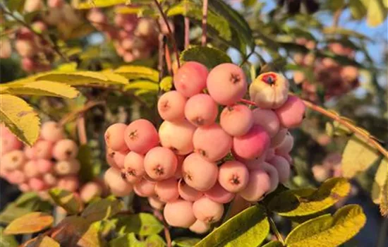 Sorbus aucuparia 'Red Robin' 