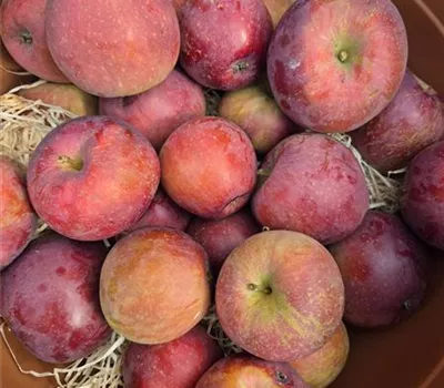 Malus domestica 'Spartan' Malus domestica 'Spartan'